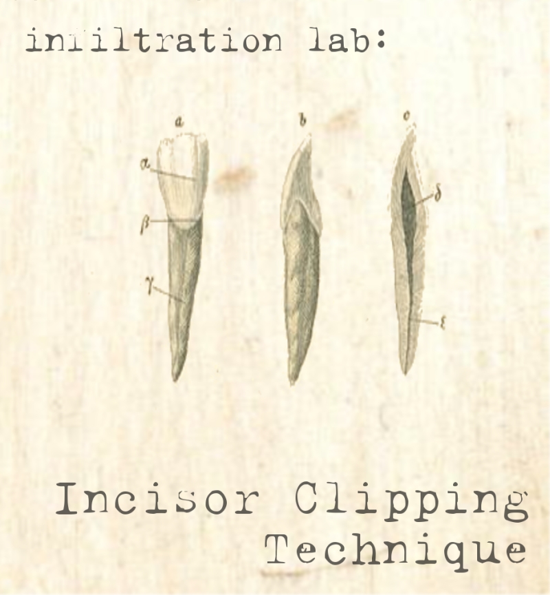 Insisor Clipping Technique (2007)